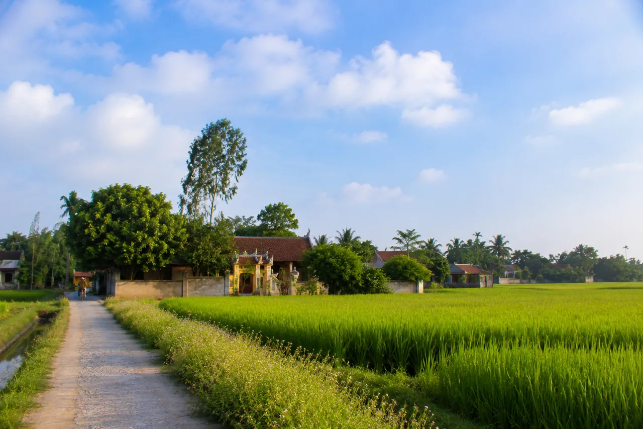 Khung cảnh làng quê Việt Nam yên bình trong ánh sáng sớm